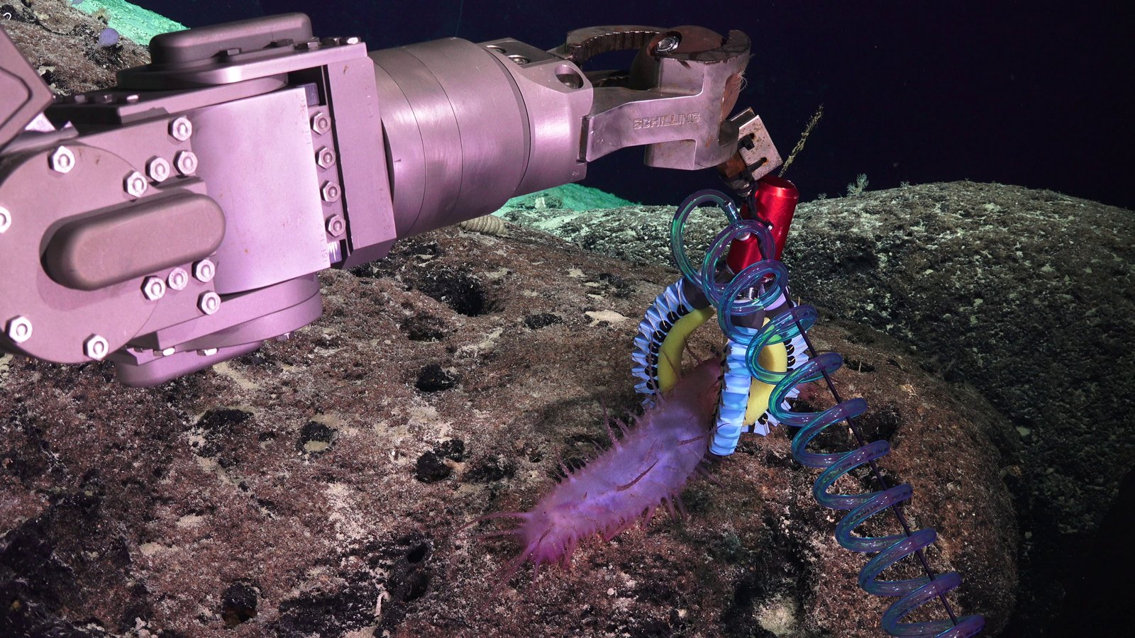 Deep-sea soft grippers